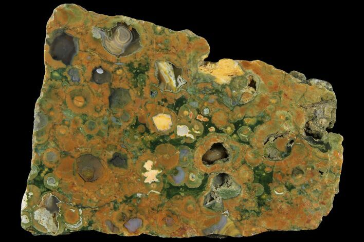 Polished Rainforest Jasper (Rhyolite) Section - Australia #95899